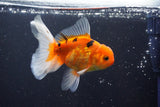 Thai Oranda  Calico 4 Inch (ID#1008ToPTA-38) Free2Day SHIPPING