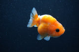 Baby Ranchu  Sakura 2.5 Inch (ID#1227R9c-24) Free2Day SHIPPING