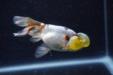 Bubble Eye  Calico 4 Inch (ID#228Be12c-98) Free2Day SHIPPING
