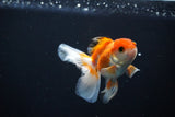 Juvenile Thai Oranda  Tricolor 3.5 Inch (ID#1112To13b-84) Free2Day SHIPPING