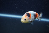 Baby Ranchu  Calico 2.5 Inch (ID#1210R9c-42) Free2Day SHIPPING