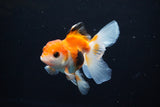 Juvenile Thai Oranda  Tricolor 3.5 Inch (ID#1112To13b-84) Free2Day SHIPPING