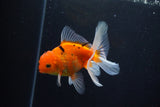 Thai Oranda  Calico 4 Inch (ID#1008ToPTA-38) Free2Day SHIPPING