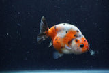 Juvenile Ranchu  Calico 3.5 Inch (ID#1224R9b-50) Free2Day SHIPPING