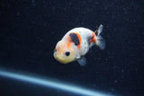 Baby Ranchu  Calico 2.5 Inch (ID#1210R9c-42) Free2Day SHIPPING