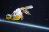 Bubble Eye  Calico 4 Inch (ID#228Be12c-98) Free2Day SHIPPING