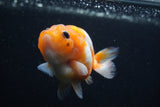 Baby Ranchu  Sakura 2.5 Inch (ID#1227R9c-24) Free2Day SHIPPING