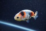 Baby Ranchu  Calico 2.5 Inch (ID#1210R9c-42) Free2Day SHIPPING