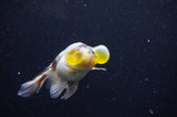 Bubble Eye  Calico 4 Inch (ID#228Be12c-98) Free2Day SHIPPING