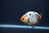 Juvenile Ranchu  Calico 3.5 Inch (ID#1224R9b-50) Free2Day SHIPPING