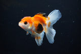 Juvenile Thai Oranda  Tricolor 3.5 Inch (ID#1112To13b-84) Free2Day SHIPPING