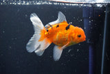 Thai Oranda  Calico 4 Inch (ID#1008ToPTA-38) Free2Day SHIPPING