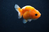 Baby Ranchu  Sakura 2.5 Inch (ID#1227R9c-24) Free2Day SHIPPING