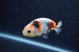 Baby Ranchu  Calico 2.5 Inch (ID#1210R9c-42) Free2Day SHIPPING