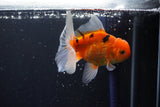 Thai Oranda  Calico 4 Inch (ID#1008ToPTA-38) Free2Day SHIPPING