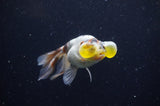 Bubble Eye  Calico 4 Inch (ID#228Be12c-98) Free2Day SHIPPING