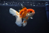 Juvenile Thai Oranda  Tricolor 3.5 Inch (ID#1112To13b-84) Free2Day SHIPPING