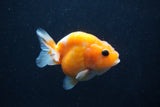 Baby Ranchu  Sakura 2.5 Inch (ID#1227R9c-24) Free2Day SHIPPING