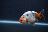 Juvenile Ranchu  Calico 3.5 Inch (ID#1224R9b-50) Free2Day SHIPPING