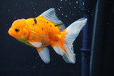 Thai Oranda  Calico 4 Inch (ID#1008ToPTA-38) Free2Day SHIPPING