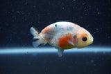 Baby Ranchu  Calico 2.5 Inch (ID#1210R9c-42) Free2Day SHIPPING