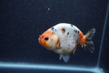 Juvenile Ranchu  Calico 3.5 Inch (ID#1224R9b-50) Free2Day SHIPPING