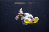 Bubble Eye  Calico 4 Inch (ID#228Be12c-98) Free2Day SHIPPING