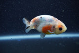 Baby Ranchu  Calico 2.5 Inch (ID#1210R9c-42) Free2Day SHIPPING