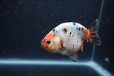 Juvenile Ranchu  Calico 3.5 Inch (ID#1224R9b-50) Free2Day SHIPPING