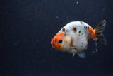 Juvenile Ranchu  Calico 3.5 Inch (ID#1224R9b-50) Free2Day SHIPPING