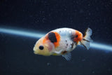 Baby Ranchu  Calico 2.5 Inch (ID#1210R9c-42) Free2Day SHIPPING