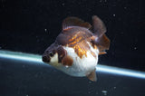 Ryukin  Tricolor 3.5 Inch (ID#404Ry1a-107) Free2Day SHIPPING