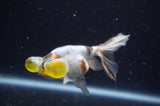 Bubble Eye  Calico 4 Inch (ID#228Be12c-98) Free2Day SHIPPING