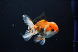 Juvenile Thai Oranda  Tricolor 4 Inch (ID#1112To13b-85) Free2Day SHIPPING