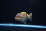 Ranchu  Lavender 4 Inch (ID#221R8c-56) Free2Day SHIPPING
