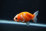 Baby Ranchu  Sakura 3 Inch (ID#1227R9c-25) Free2Day SHIPPING