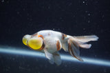 Bubble Eye  Calico 4 Inch (ID#228Be12c-98) Free2Day SHIPPING