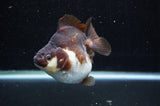 Ryukin  Tricolor 3.5 Inch (ID#404Ry1a-107) Free2Day SHIPPING
