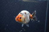 Juvenile Ranchu  Calico 3.5 Inch (ID#1224R9b-50) Free2Day SHIPPING