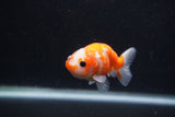 Baby Ranchu  Sakura 3 Inch (ID#1227R9c-25) Free2Day SHIPPING