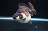 Ryukin  Tricolor 3.5 Inch (ID#404Ry1a-107) Free2Day SHIPPING