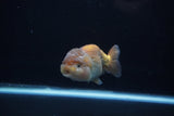 Ranchu  Lavender 4 Inch (ID#221R8c-56) Free2Day SHIPPING