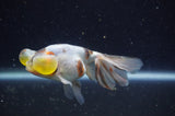 Bubble Eye  Calico 4 Inch (ID#228Be12c-98) Free2Day SHIPPING