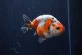 Juvenile Ranchu  Calico 3.5 Inch (ID#1224R9b-50) Free2Day SHIPPING