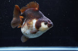 Ryukin  Tricolor 3.5 Inch (ID#404Ry1a-107) Free2Day SHIPPING