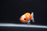 Baby Ranchu  Sakura 3 Inch (ID#1227R9c-25) Free2Day SHIPPING