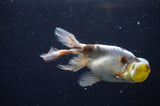 Bubble Eye  Calico 4 Inch (ID#228Be12c-98) Free2Day SHIPPING