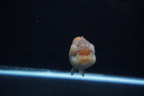 Ranchu  Lavender 4 Inch (ID#221R8c-56) Free2Day SHIPPING