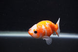 Baby Ranchu  Sakura 3 Inch (ID#1227R9c-25) Free2Day SHIPPING