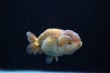 Ranchu  Lavender 4 Inch (ID#221R8c-56) Free2Day SHIPPING